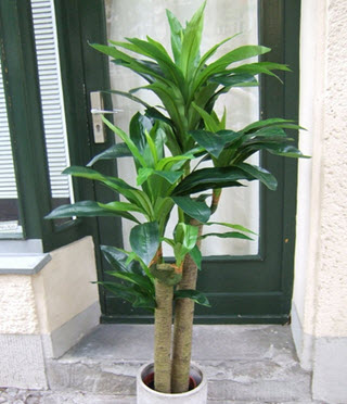 Yucca Kunstpalme