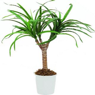 Dracena-Drachenbaum Kunstpalme