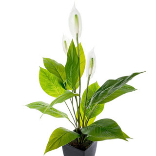 Friedenslilie Kunstblumen Spathiphyllum