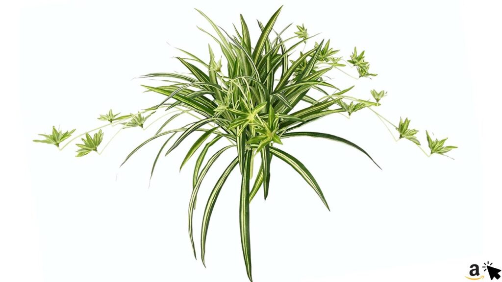 Künstliche Zimmerpflanze Grünlilie im Topf Chlorophytum Comosum Wasserlilie Spinnenpflanze Spinnenlilie Hängepflanze Kunstpflanze Hängend