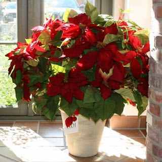 Weihnachtsstern Kunstblumen Deko